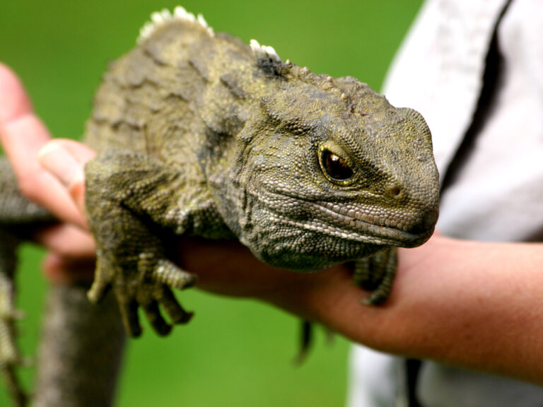 Tuataras: Why These Living Fossils Matter to Modern Reptile Science