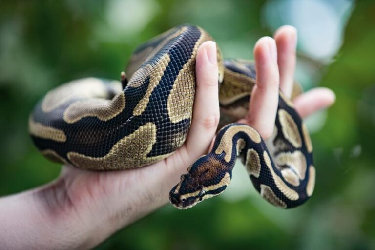 Ball Python Feeding Schedule: Never Make These Common Mistakes
