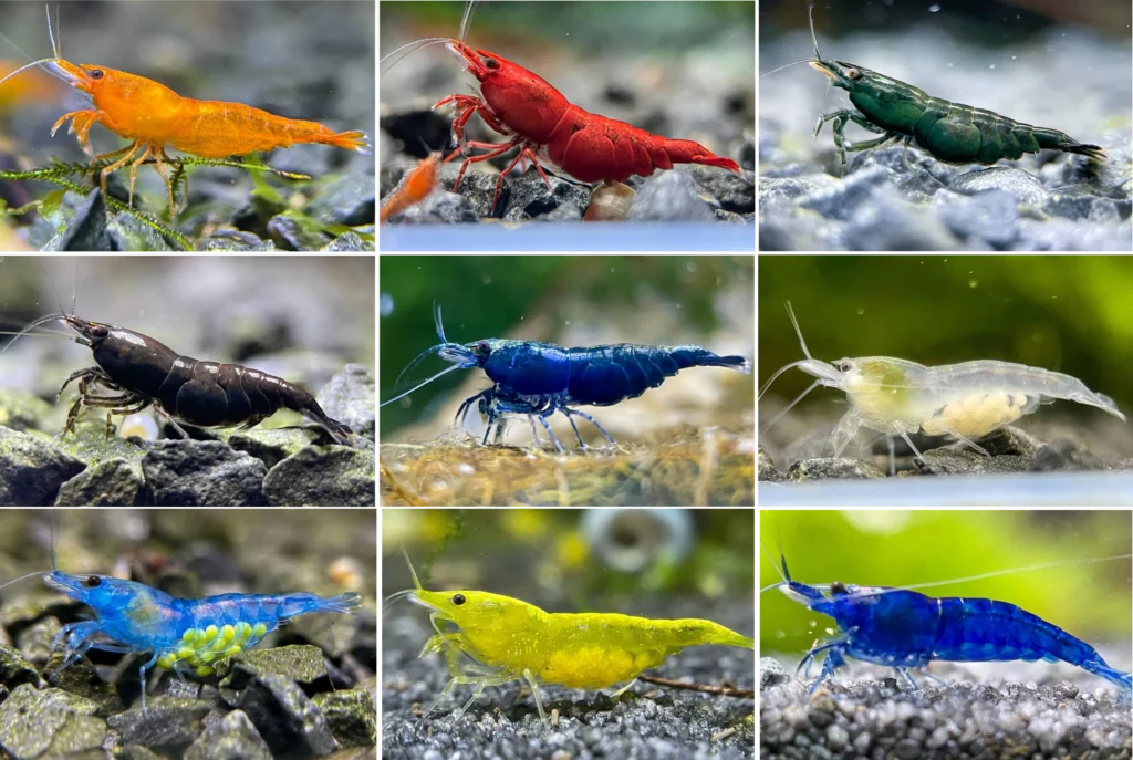 Breeding Aquarium Fish & Tank Companions: Complete Care Guide