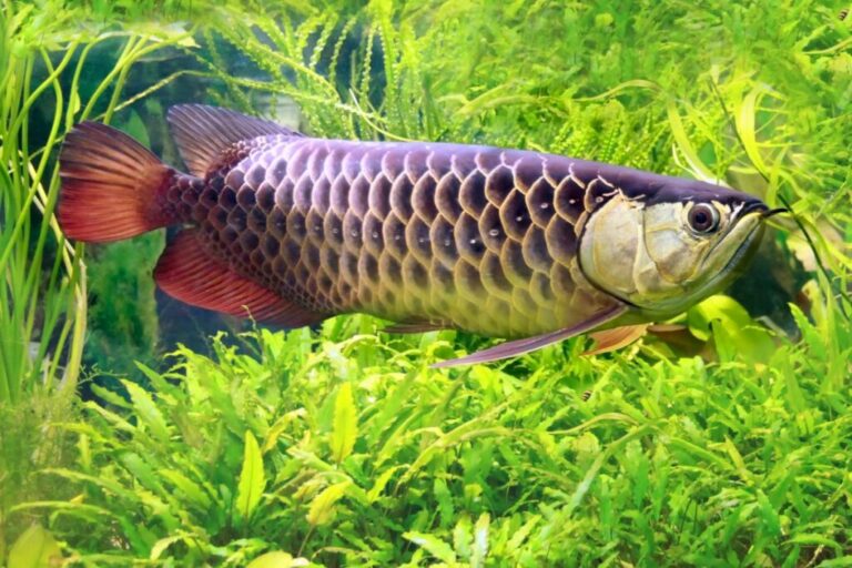 Monster & Exotic Giant Aquarium Fish Care: Complete Setup Guide
