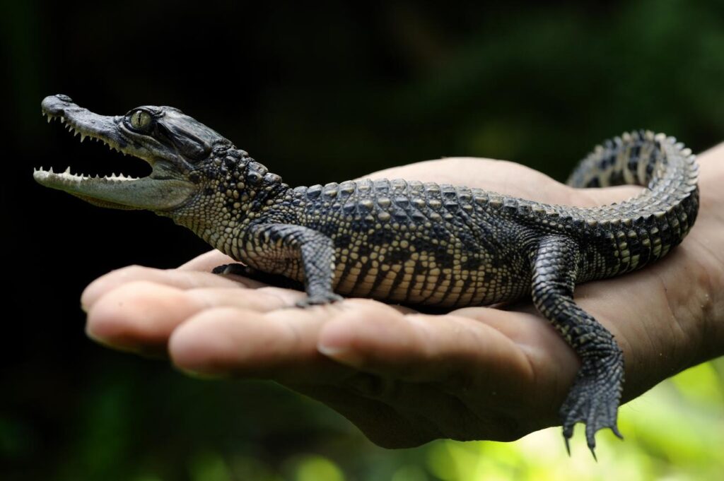 Mugger Crocodiles in Sri Lanka: Conservation and Fascinating Facts