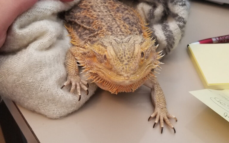 Bearded Dragon vs Leopard Gecko: Which Lizard is Perfect for You