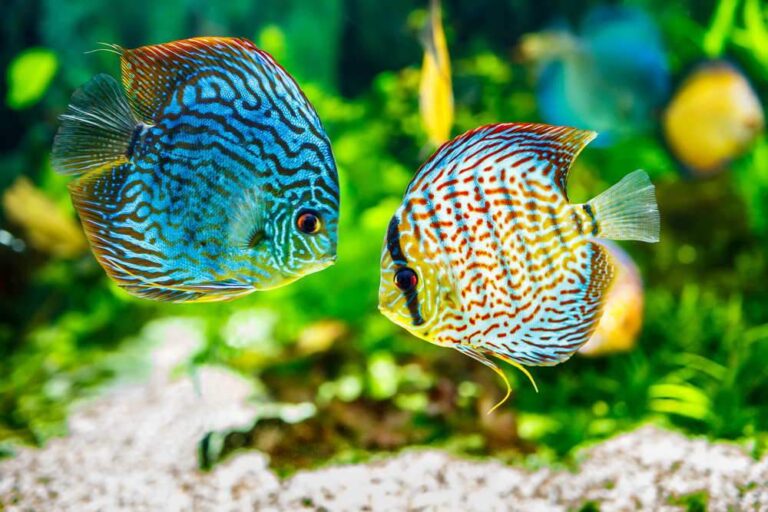 Tropical Freshwater & Rare Aquarium Fish: Species Selection Guide