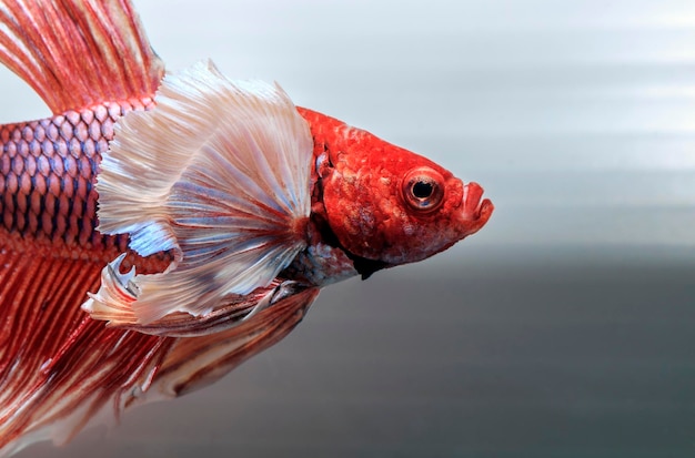 Praziquantel for Fish: When and How to Use This Deworming Medicine