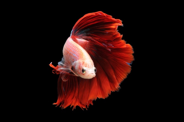 Top 5 Monster Fish That Actually Stay Manageable