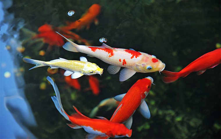 Coldwater & Subtropical Aquarium Fish: Year-Round Care Tips