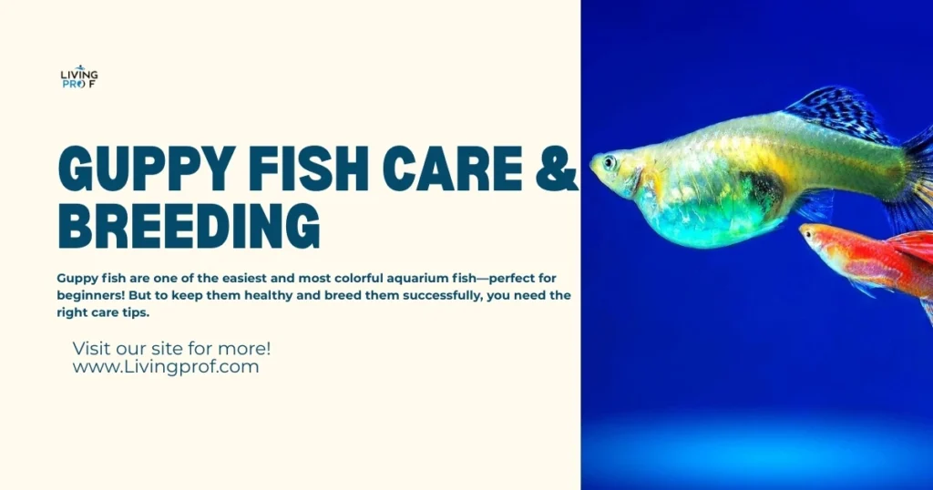 Guppy Fish Care & Breeding
