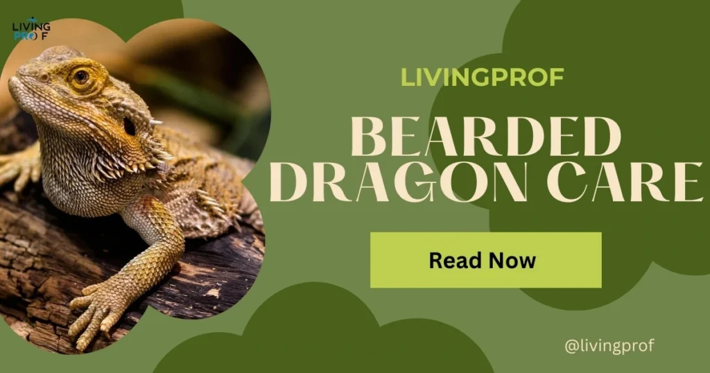 Bearded Dragon Care