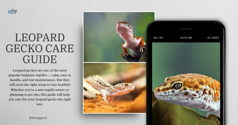 Leopard Gecko Care Guide for Beginners