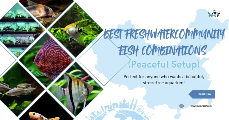 Best Freshwater Community Fish Combinations (Peaceful Setup)