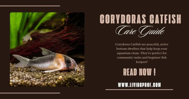 Corydoras Catfish Care Guide (Tank Setup & Feeding)