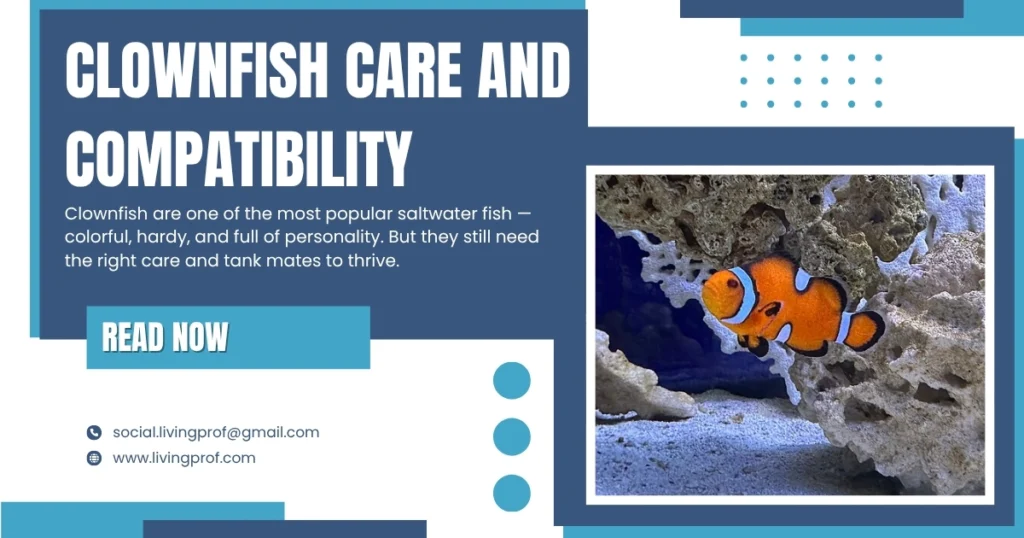 Clownfish Care and Compatibility