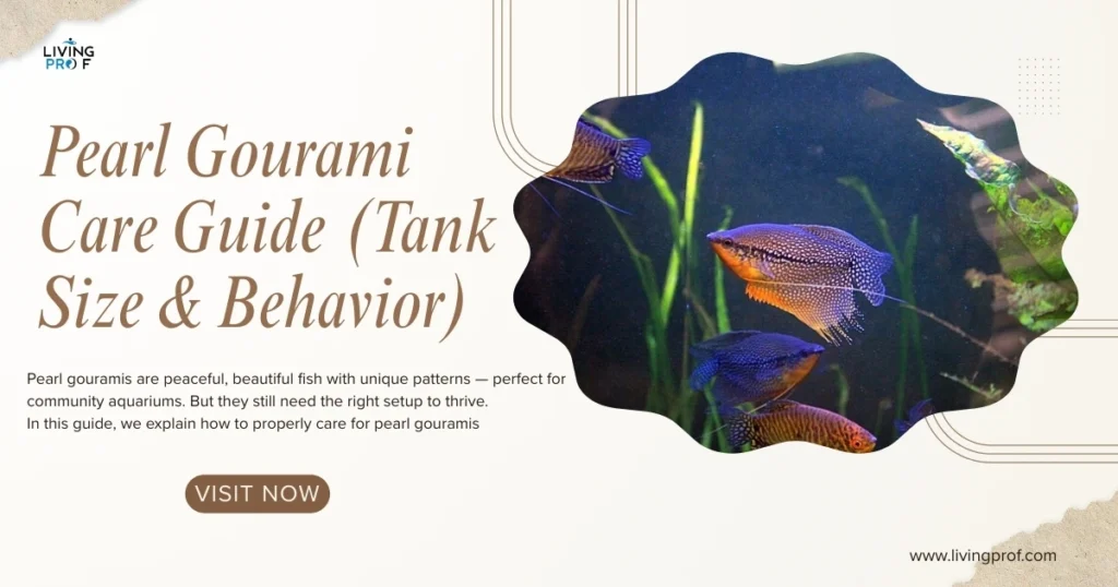 Pearl Gourami Care Guide (Tank Size & Behavior)