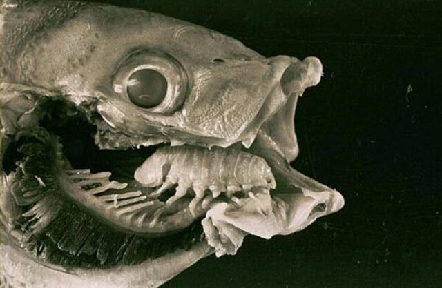 Common Freshwater Fish Diseases (Symptoms & Treatment Guide)