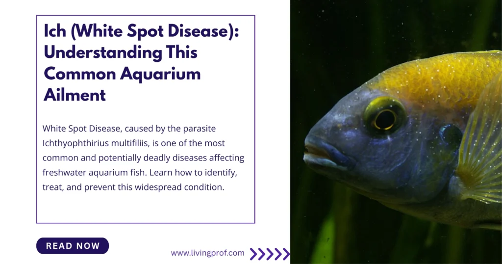 How to Treat Ich in Freshwater Aquariums (Step-by-Step)
